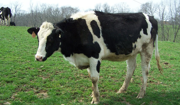 Корова с родословной