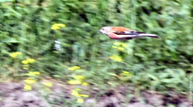 Летящая птица с красной грудкой.